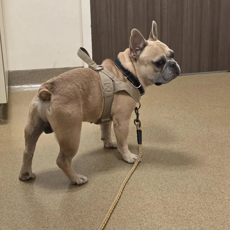 Chonk thumbnail 2