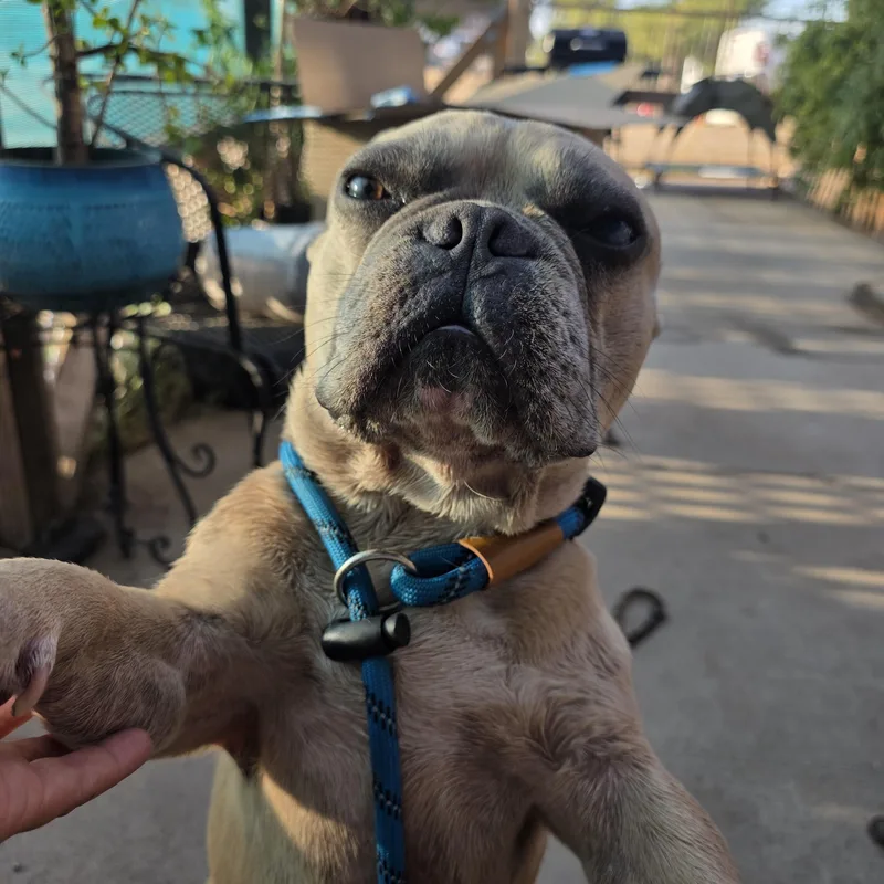 Chonk thumbnail 4