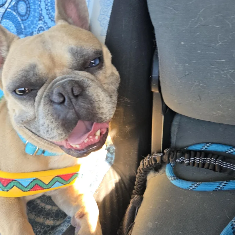 Chonk thumbnail 5
