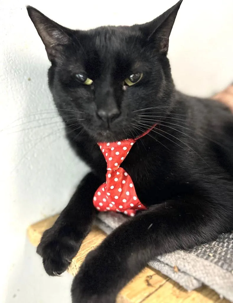 Valentino thumbnail 3