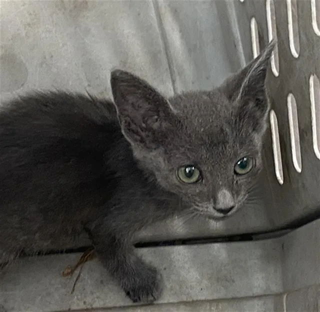 A baby medium-sized female Domestic Short Hair cat named Sansa for adoption in Dallas, TX