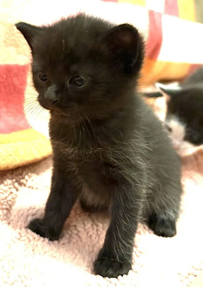 A baby medium-sized female Black Domestic Short Hair cat named Elvie for adoption in Albemarle, NC