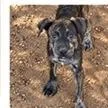 A baby small-sized female Brindle Terrier dog named Tilly for adoption in Tampa, FL