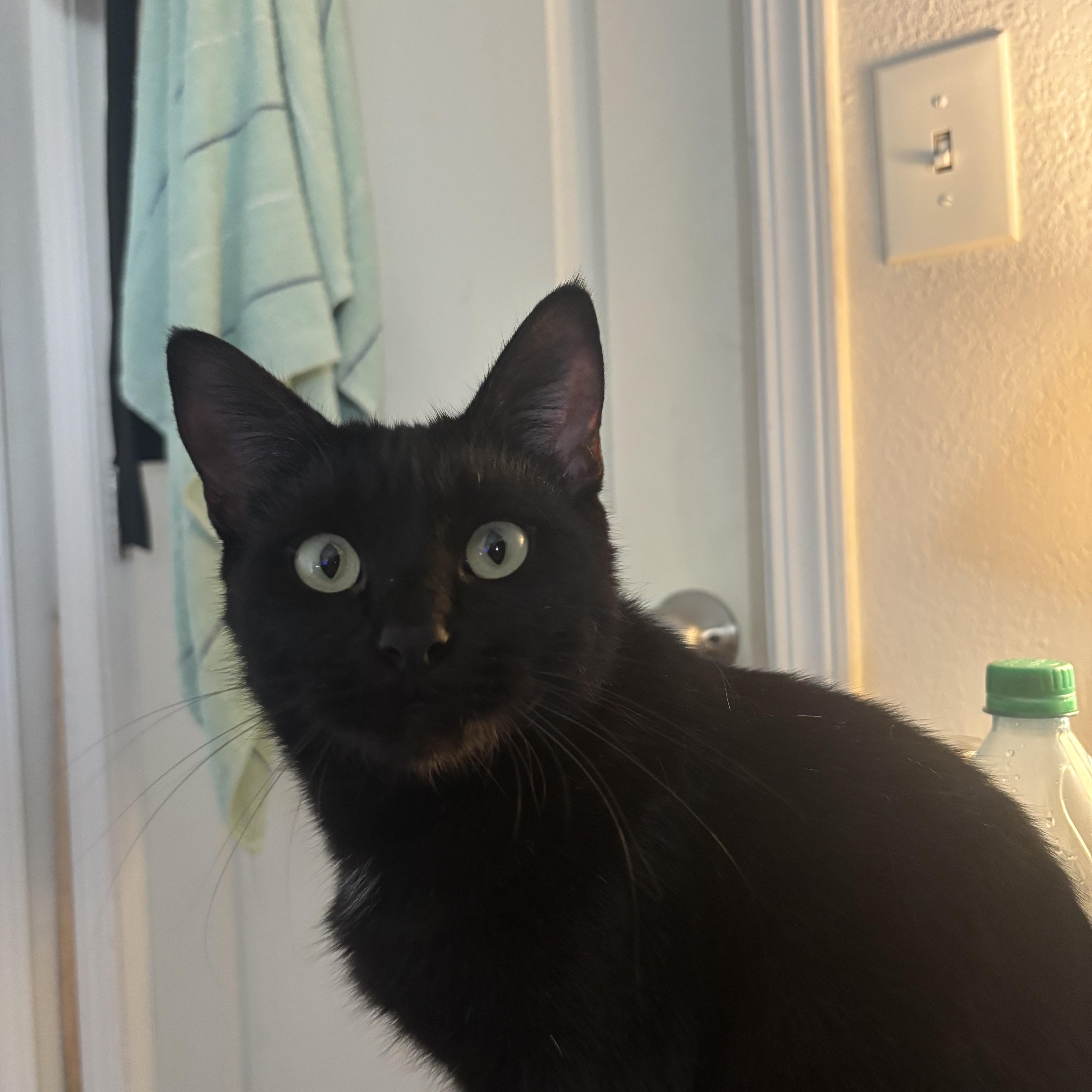 Solstice thumbnail 3