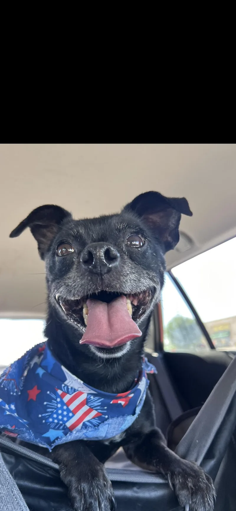 An adult small-sized female Black Chihuahua dog named Lola for adoption in Hamden, CT