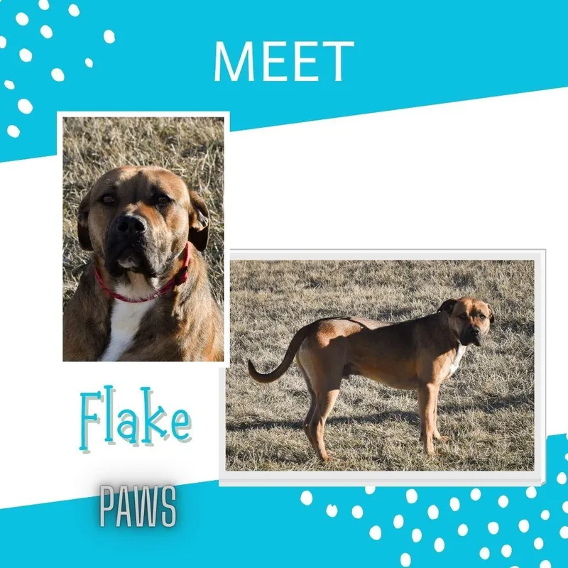 Flake