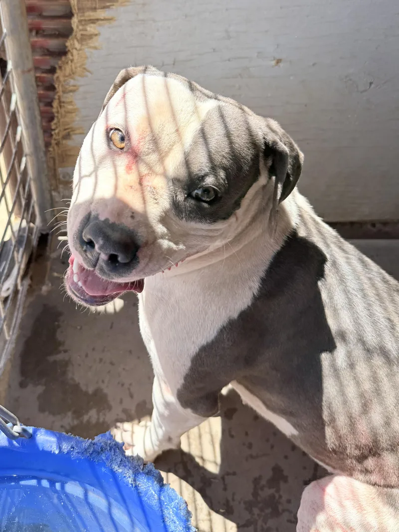 A young medium-sized female Gray / Blue / Silver Boxer dog named Rose for adoption in Dripping Springs, TX