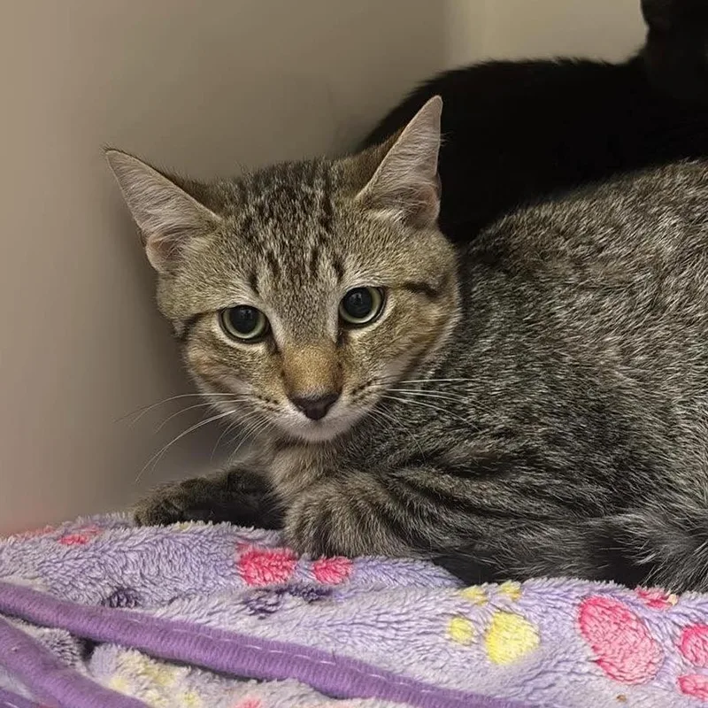 A baby small-sized male Brown / Chocolate Domestic Short Hair cat named Newt for adoption in Pasadena , MD