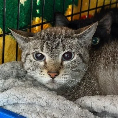 A senior medium-sized female Domestic Short Hair cat named Leah for adoption in Cumming, GA