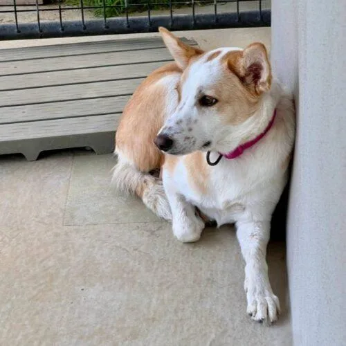 Roo