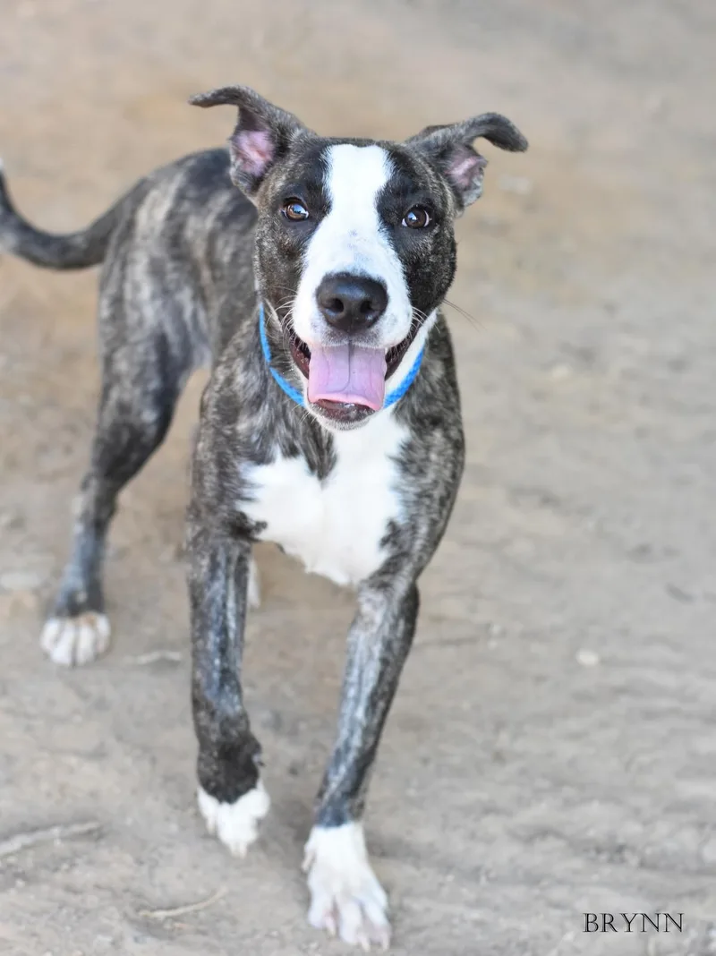 A baby medium-sized female Mixed Breed dog named Brynn for adoption in Houston, TX
