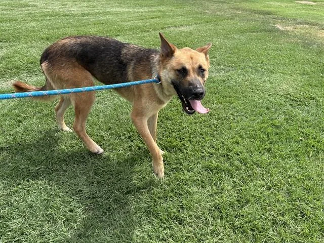 A young large-sized male German Shepherd Dog dog named A for adoption in Oklahoma City, OK