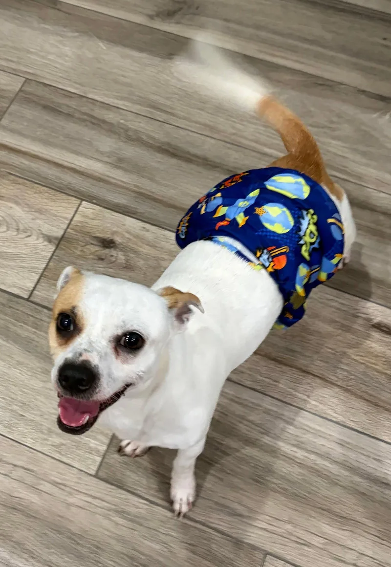 An adult small-sized male Chihuahua dog named Mason for adoption in PITTSBURGH, PA