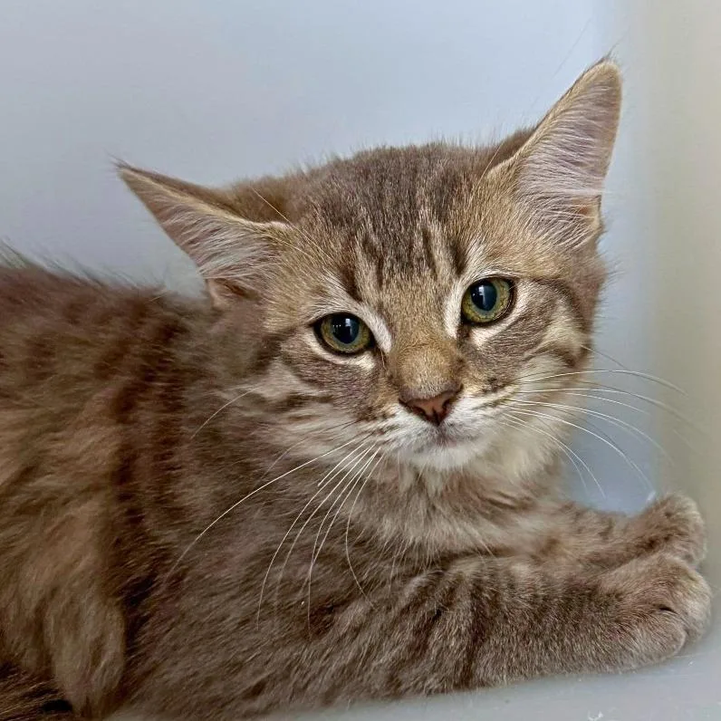 A baby small-sized female Domestic Medium Hair cat named Smudge for adoption in Ridgway, CO