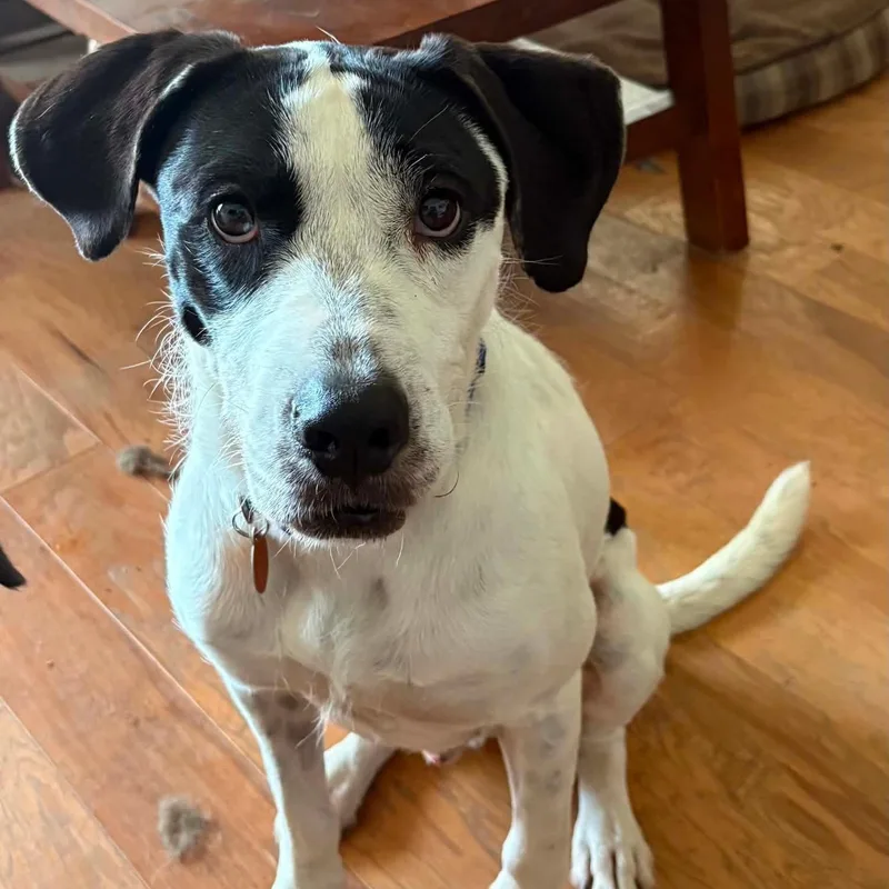 A young medium-sized male German Wirehaired Pointer dog named Snoopy for adoption in Chatham, NJ