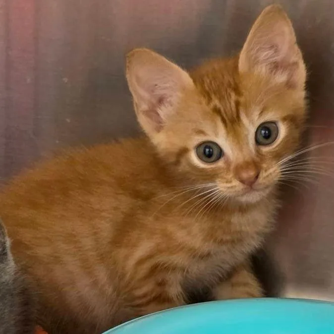 A baby small-sized male Domestic Short Hair cat named Garfield for adoption in Newport News, VA