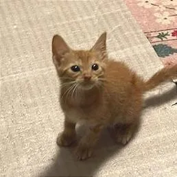 Garfield thumbnail 2