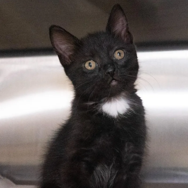 A baby medium-sized female Domestic Short Hair cat named Supernova for adoption in Shoreline, WA
