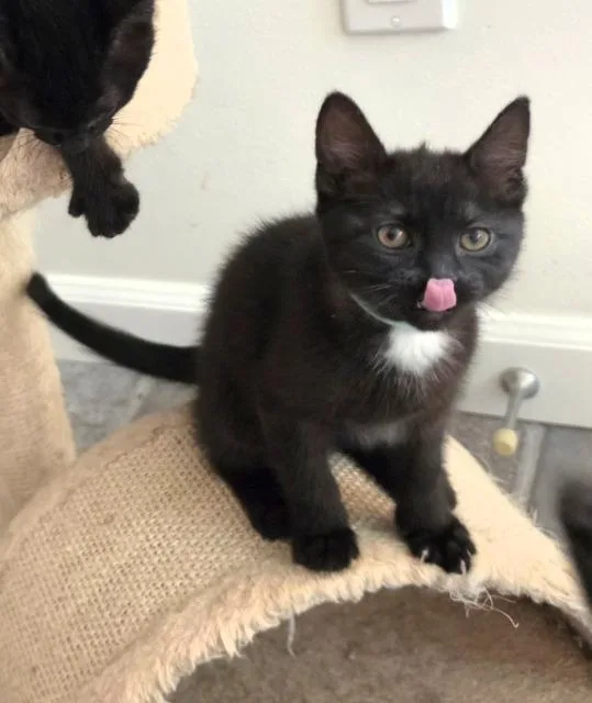 Supernova thumbnail 2