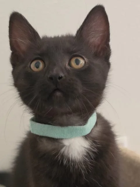 Supernova thumbnail 3