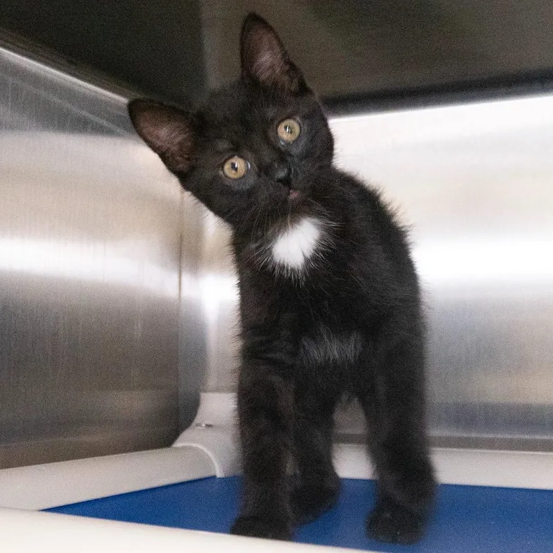 Supernova thumbnail 4