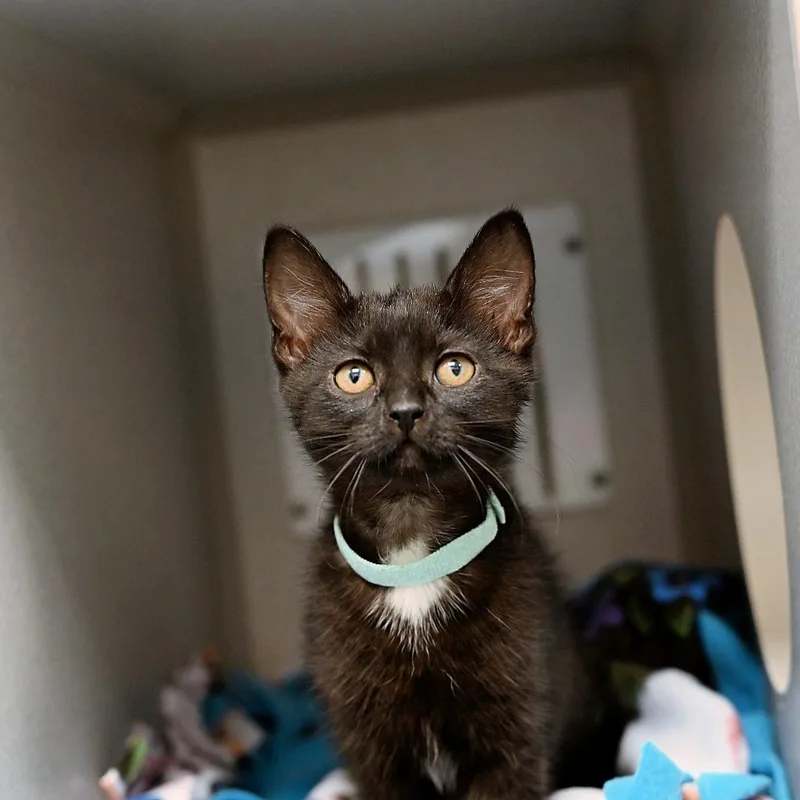 Supernova thumbnail 5