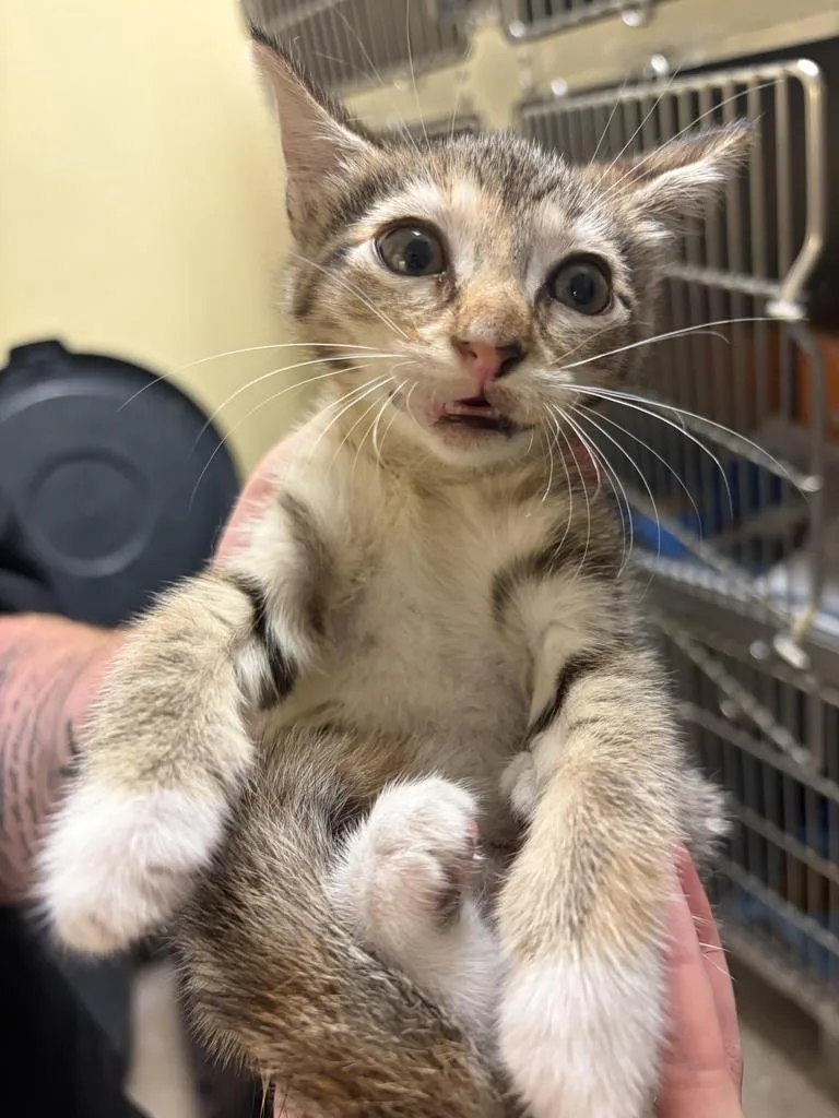 A baby medium-sized female Domestic Short Hair cat named April Fools for adoption in Florence, SC
