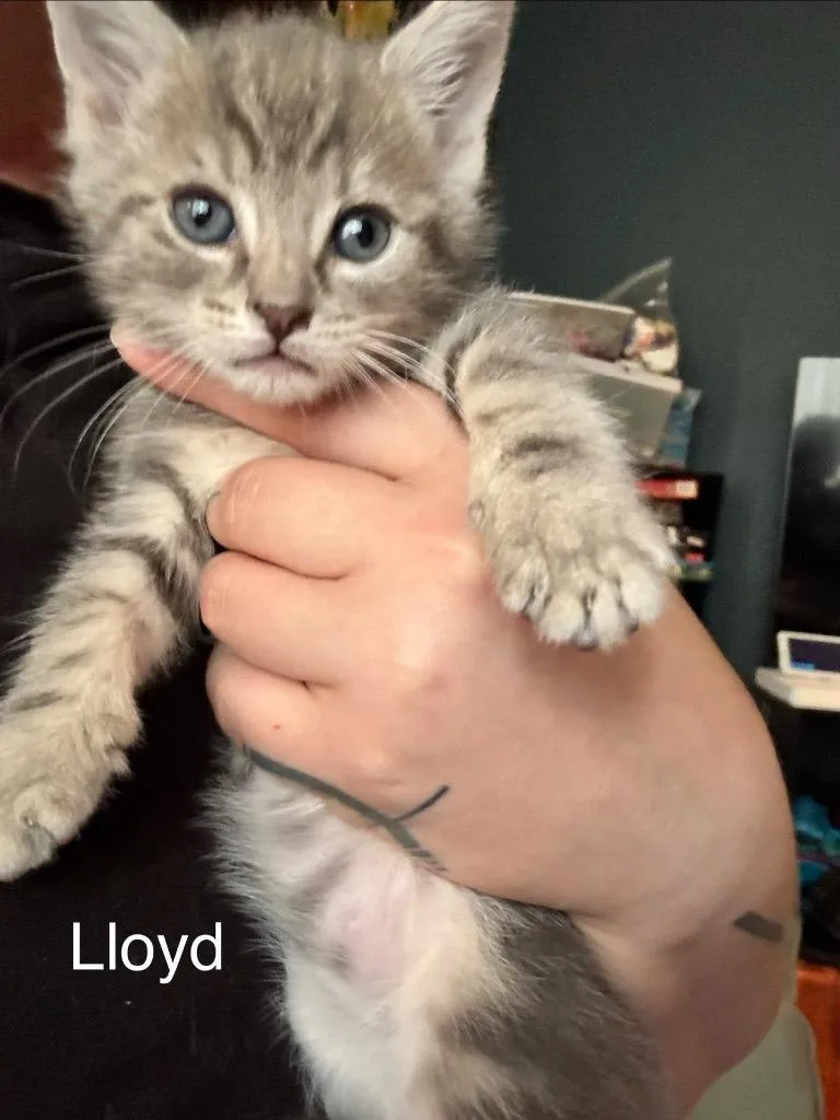 A baby medium-sized male Domestic Short Hair cat named Lloyd for adoption in Johnson City, TN