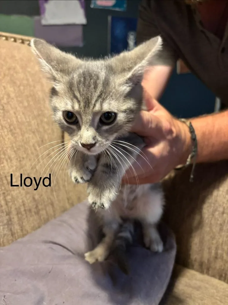 Lloyd thumbnail 3