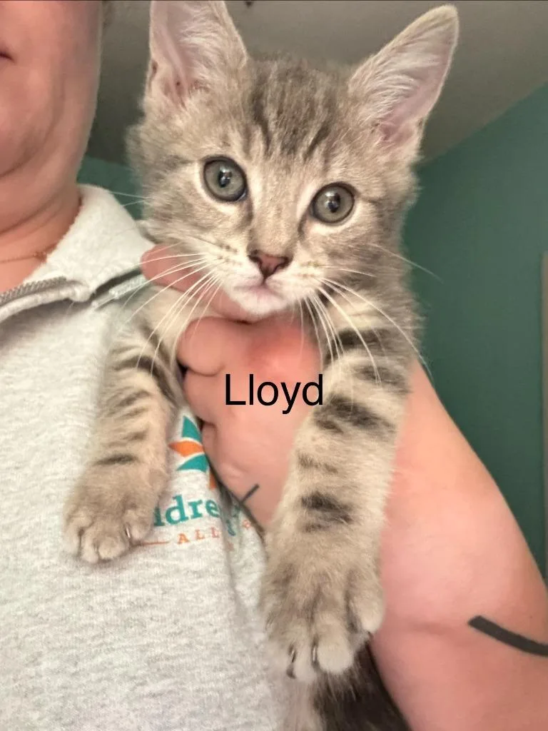 Lloyd thumbnail 4