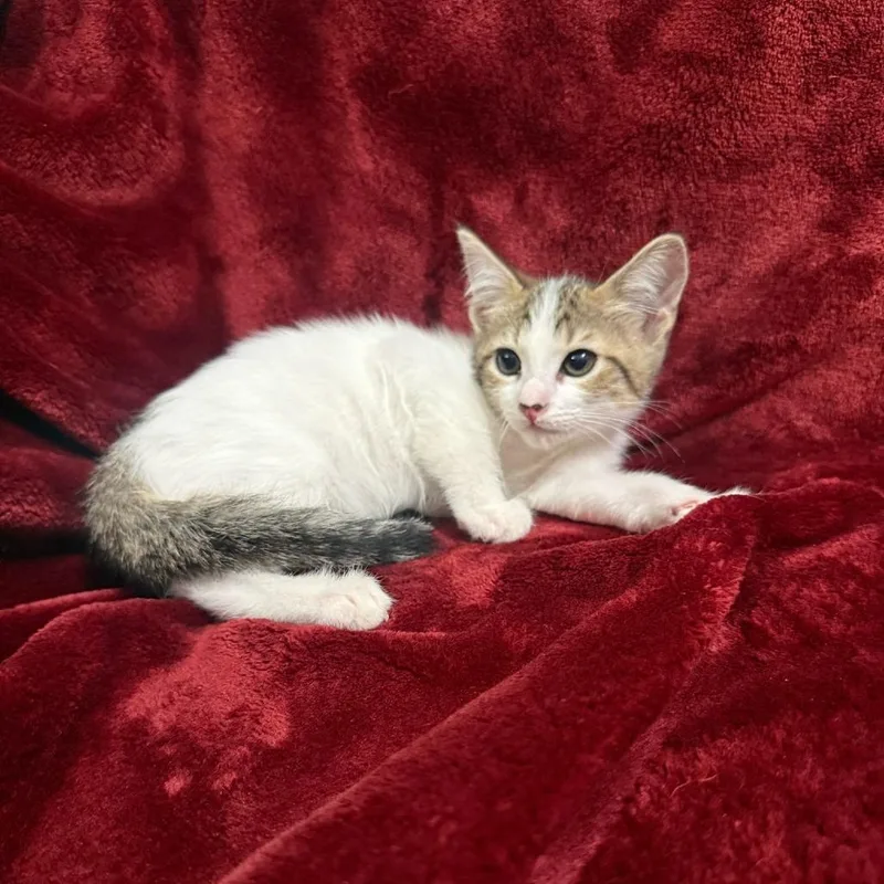 A baby small-sized female Brown / Chocolate Domestic Short Hair cat named Vancouver for adoption in Brea, CA