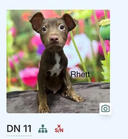 A baby large-sized male Border Collie dog named Rhett for adoption in Morton Grove, IL