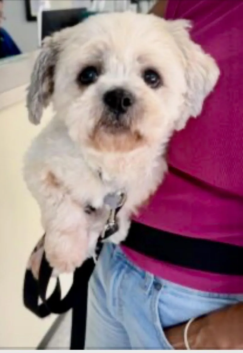 An adult small-sized female Shih Tzu dog named Callie for adoption in Norfolk, VA