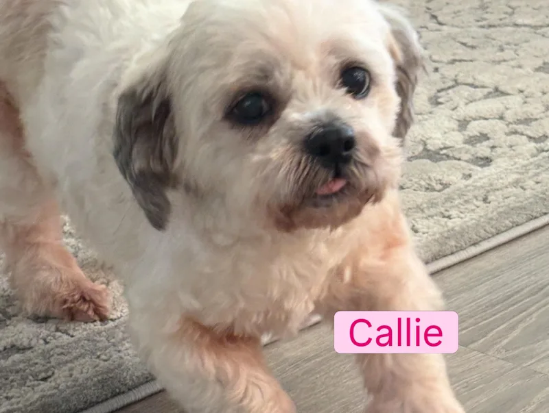 Callie thumbnail 3