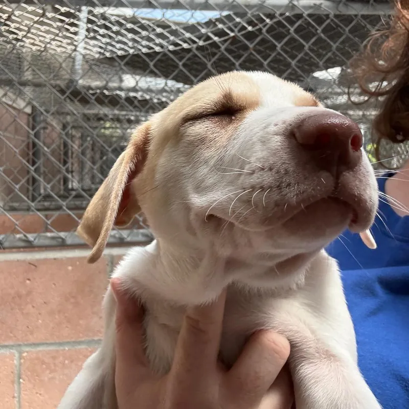 A baby small-sized female Yellow / Tan / Blond / Fawn English Bulldog dog named Garnet for adoption in Santa Barbara, CA