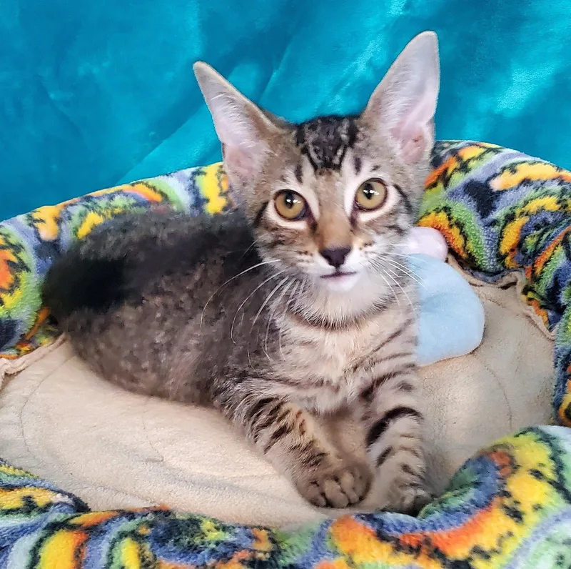 A baby medium-sized female Domestic Short Hair cat named Lily for adoption in Greenville, IL