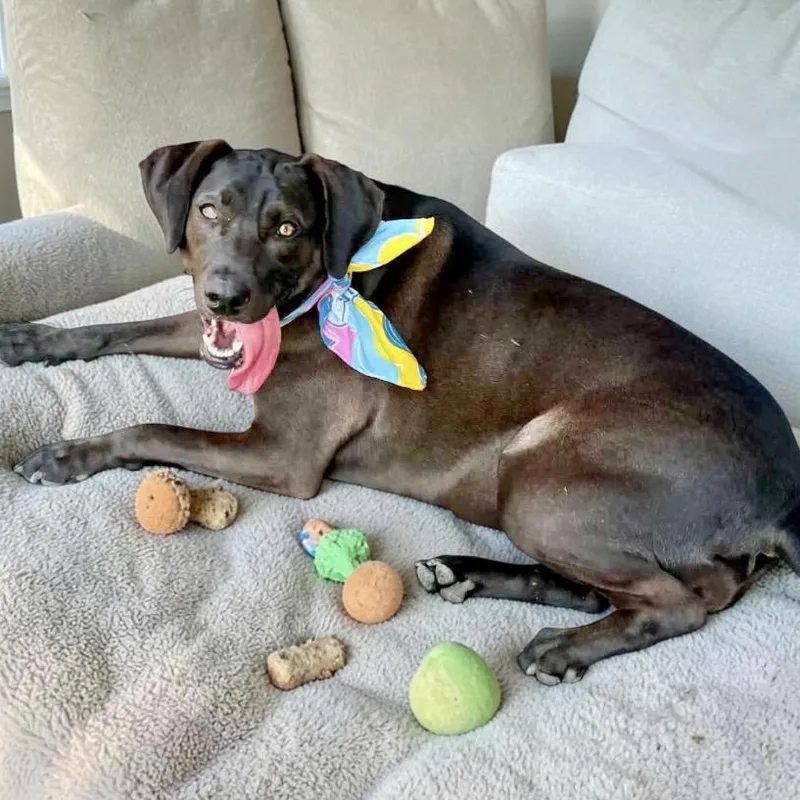 An adult medium-sized female Black Labrador Retriever dog named Coco for adoption in Austin, TX