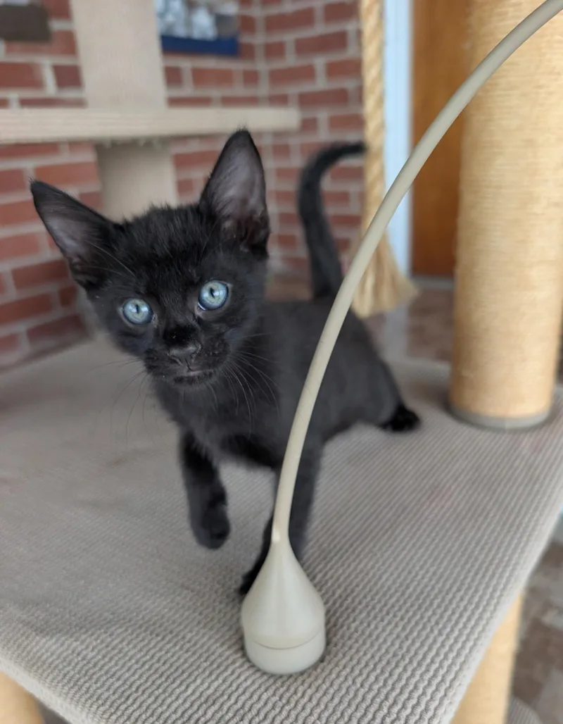 A baby medium-sized male American Shorthair cat named Fergus for adoption in Elgin, SC