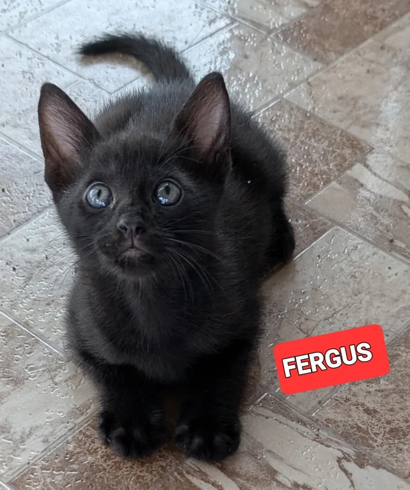 Fergus thumbnail 2