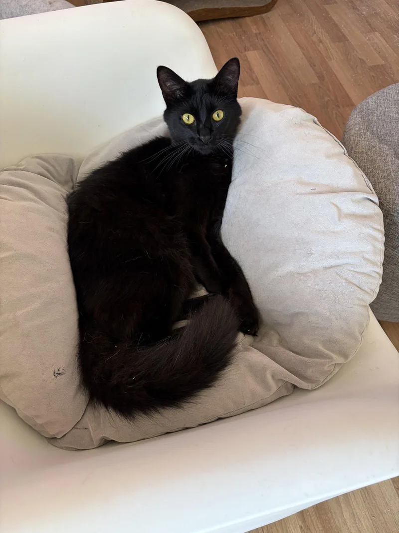 A young medium-sized male Maine Coon cat named Fig for adoption in Long Beach, CA