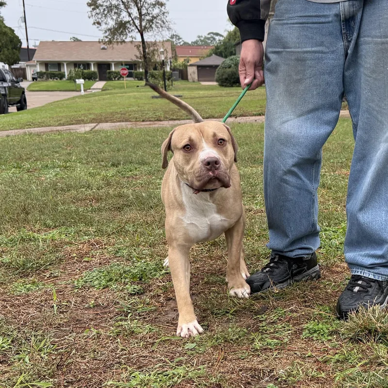 A young large-sized male Yellow / Tan / Blond / Fawn American Bulldog dog named Bruce for adoption in Spring, TX
