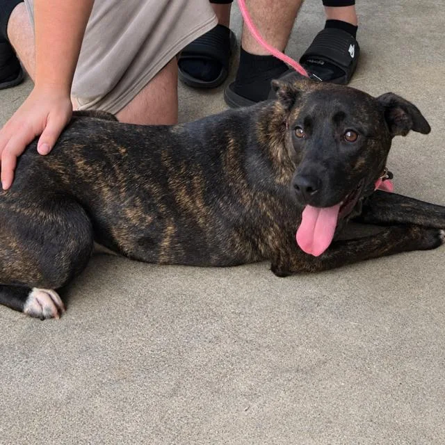 A young medium-sized female Pit Bull Terrier dog named Nessie for adoption in Carrollton, GA