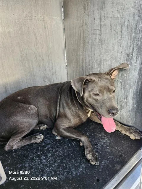 An adult medium-sized female American Staffordshire Terrier dog named Macadamia for adoption in San Antonio, TX
