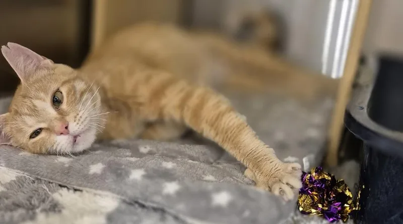 A young medium-sized female Domestic Short Hair cat named Rachel for adoption in South Bend, IN