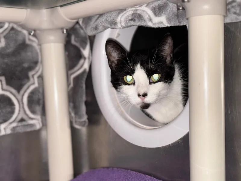 A young medium-sized female Domestic Short Hair cat named Betty Crocker for adoption in Olean, NY