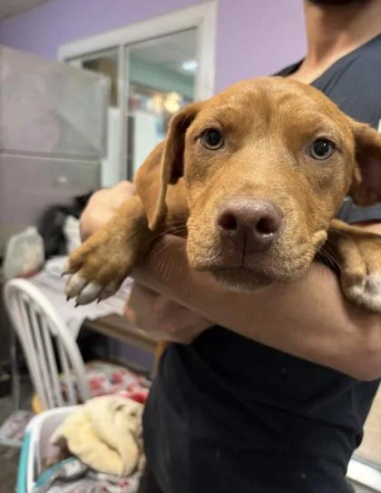 A baby small-sized female Mixed Breed dog named Hazel for adoption in West Chester, PA