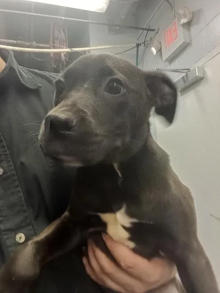 A baby small-sized female Pit Bull Terrier dog named Delilah for adoption in Mobile, AL