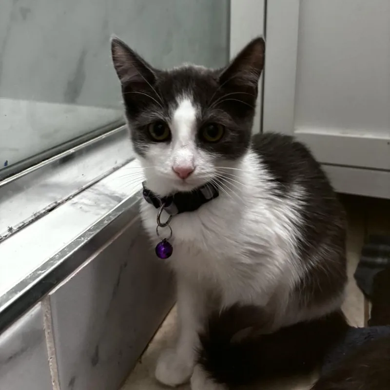 A baby small-sized female White Domestic Short Hair cat named Plum Pudding for adoption in Westminster, CA