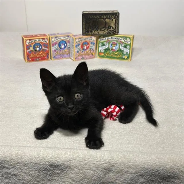A baby small-sized female Domestic Short Hair cat named Tara for adoption in Camarillo, CA