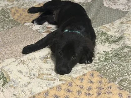 A baby small-sized female Dachshund dog named Leena for adoption in Fort Worth, TX